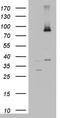 Ald antibody, LS-C336807, Lifespan Biosciences, Western Blot image 