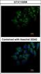 FAM20C Golgi Associated Secretory Pathway Kinase antibody, GTX110258, GeneTex, Immunocytochemistry image 