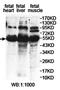 Dual specificity protein phosphatase 10 antibody, orb78213, Biorbyt, Western Blot image 
