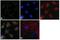 Glutamate-Ammonia Ligase antibody, LF-MA0095, Invitrogen Antibodies, Immunofluorescence image 