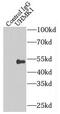 U2AF Homology Motif Kinase 1 antibody, FNab09244, FineTest, Immunoprecipitation image 