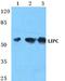 Hepatic triacylglycerol lipase antibody, A01020, Boster Biological Technology, Western Blot image 