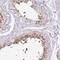 GLIPR1 Like 1 antibody, FNab03480, FineTest, Immunohistochemistry frozen image 