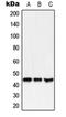 Motilin receptor antibody, orb214001, Biorbyt, Western Blot image 