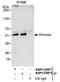 Abraxas 1, BRCA1 A Complex Subunit antibody, NBP1-22978, Novus Biologicals, Immunoprecipitation image 