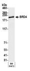 Bromodomain Containing 4 antibody, A700-004, Bethyl Labs, Western Blot image 