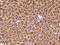 Interferon Gamma antibody, 105995-T08, Sino Biological, Immunohistochemistry frozen image 