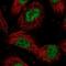 DEAH-Box Helicase 40 antibody, NBP1-91834, Novus Biologicals, Immunocytochemistry image 