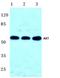 Protein kinase B antibody, AP06005PU-N, Origene, Western Blot image 