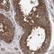 Serine Protease 53 antibody, HPA034956, Atlas Antibodies, Immunohistochemistry frozen image 