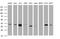 Decapping Enzyme, Scavenger antibody, MA5-26182, Invitrogen Antibodies, Western Blot image 