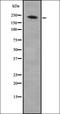 Rho guanine nucleotide exchange factor 17 antibody, orb337658, Biorbyt, Western Blot image 