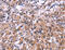 SLG antibody, MBS2524096, MyBioSource, Immunohistochemistry frozen image 