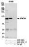 Spermatogenesis-associated protein 5 antibody, A305-166A, Bethyl Labs, Immunoprecipitation image 