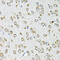Oxoglutarate Dehydrogenase antibody, 14-447, ProSci, Immunohistochemistry frozen image 