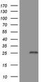 CD357 antibody, TA806606, Origene, Western Blot image 