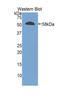 Granzyme M antibody, LS-C294328, Lifespan Biosciences, Western Blot image 