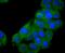 Signal Transducer And Activator Of Transcription 2 antibody, NBP2-67168, Novus Biologicals, Immunocytochemistry image 