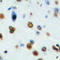 Nucleolar Protein With MIF4G Domain 1 antibody, LS-C356219, Lifespan Biosciences, Immunohistochemistry paraffin image 