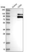 CD93 Molecule antibody, NBP1-88317, Novus Biologicals, Western Blot image 