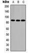 Collagen Type V Alpha 2 Chain antibody, orb234812, Biorbyt, Western Blot image 