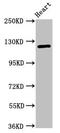 Semaphorin-5B antibody, orb401376, Biorbyt, Western Blot image 