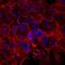 L Afadin antibody, AF7829, R&D Systems, Immunofluorescence image 