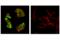 c-Myc antibody, 18583S, Cell Signaling Technology, Immunofluorescence image 