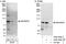 Rac/Cdc42 Guanine Nucleotide Exchange Factor 6 antibody, A302-558A, Bethyl Labs, Immunoprecipitation image 