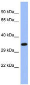 Pnr antibody, TA343726, Origene, Western Blot image 