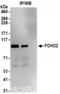 FCH Domain Only 2 antibody, NBP2-36524, Novus Biologicals, Immunoprecipitation image 