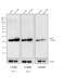 Mouse IgG (H+L) antibody, A16075, Invitrogen Antibodies, Western Blot image 