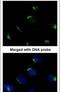 BCL2 Associated Athanogene 1 antibody, PA5-27709, Invitrogen Antibodies, Immunofluorescence image 
