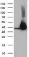 3-Hydroxyisobutyryl-CoA Hydrolase antibody, CF501330, Origene, Western Blot image 