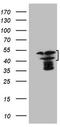 High mobility group protein 20A antibody, TA807042S, Origene, Western Blot image 