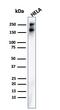 Spectrin Beta, Non-Erythrocytic 2 antibody, AE00290, Aeonian Biotech, Western Blot image 