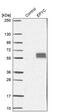 Epiphycan antibody, PA5-58297, Invitrogen Antibodies, Western Blot image 