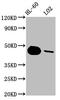 Caspase 9 antibody, CSB-RA004555A0HU, Cusabio, Western Blot image 