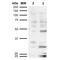 Dibromotyrosine antibody, MA5-27565, Invitrogen Antibodies, Western Blot image 