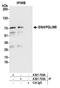 PDZ and LIM domain protein 5 antibody, A301-703A, Bethyl Labs, Immunoprecipitation image 