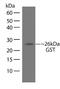 Glutathione-S-Transferase Tag antibody, 700775, Invitrogen Antibodies, Western Blot image 