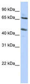 Solute Carrier Family 26 Member 10 antibody, TA345495, Origene, Western Blot image 