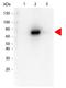 E. coli Alkaline phosphatase antibody, orb344785, Biorbyt, Western Blot image 