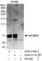 Imp2 antibody, A303-316A, Bethyl Labs, Immunoprecipitation image 