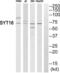 Synaptotagmin 16 antibody, abx014933, Abbexa, Western Blot image 