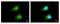 Glutathione S-transferase P 1 antibody, PA5-29601, Invitrogen Antibodies, Immunofluorescence image 