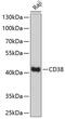 CD38 Molecule antibody, 15-104, ProSci, Western Blot image 
