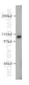 Vacuolar protein sorting-associated protein 54 antibody, 13327-1-AP, Proteintech Group, Western Blot image 