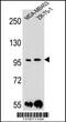 Protocadherin 1 antibody, 56-180, ProSci, Western Blot image 