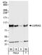 UV Radiation Resistance Associated antibody, A301-996A, Bethyl Labs, Western Blot image 